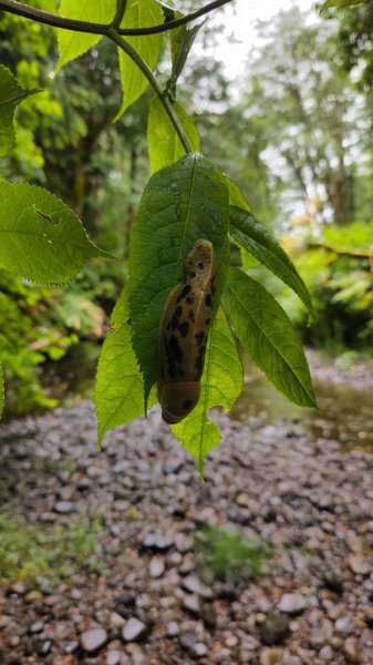 A brownish-green banana slug with dark mottled spots clings vertically to a bright green leaf in a lush forest setting. The leaf hangs from a stem above a shallow stream bed of smooth gray stones, with soft-focus trees and foliage in the background.