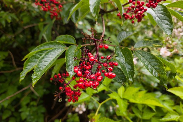 Macro shot of red elderberries (Sambucus racemosa). Several bunches of small, round, translucent red berries hang from purplish-red stems. The berries are framed by serrated, deep green compound leaves. Some berries have small water droplets on them. The background is a soft blur of green vegetation.