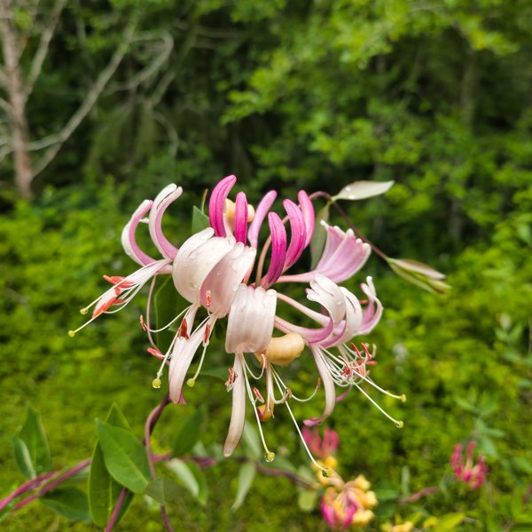 Close-up of honeysuckle flowers with pink and white petals and long stamens, covered in water droplets, against a blurred green foliage background.