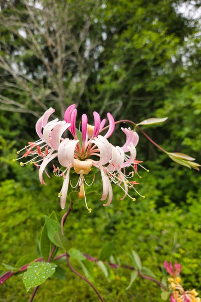 Honeysuckle bloom showing pink-tipped white flowers with delicate stamens extending outward, water droplets on petals and leaves, set against soft-focus green forest backdrop.