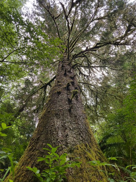 Low-angle view looking up the massive trunk of an old-growth conifer. The bark is deeply furrowed and gray-brown, with thick moss clinging to the lower trunk and many branches. Lichen drapes from the upper limbs like curtains. Surrounding foliage includes broadleaf green plants and ferns in the understory, with dappled light filtering through the dense canopy above.
