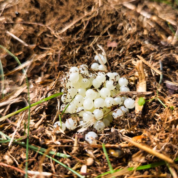 A close-up photograph shows a cluster of small, translucent white slug eggs nestled in garden mulch. The eggs are round, glossy, and tightly packed together, resembling tiny pearls or beads. They rest among brown, fibrous organic material—shredded leaves, straw, and soil—with scattered bits of green grass blades nearby. Some eggs have specks of dirt clinging to their surfaces. The lighting is natural and bright, highlighting the delicate texture and semi-transparent quality of the eggs against the rough, earthy background.