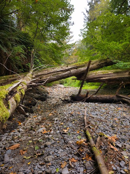 Dry forest streambed floored with grey cobbles, scattered with fallen yellow and brown leaves and thin twigs. A moss-covered log angles in from the lower left; behind it a large, bare, cracked grey log lies across the channel, forming a low arch over the dry bed, with a darker log and broken branches beneath. Steep fern- and shrub-covered banks rise on both sides; dense green canopy frames a strip of pale overcast sky. Low wide-angle view.