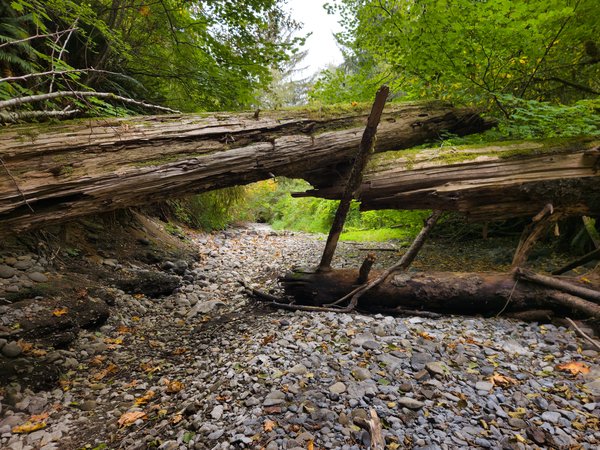 Low-angle view of a dry streambed of grey river rock dotted with yellow leaves. Two huge barkless, silvered and cracked logs lie nearly parallel across the channel, forming a rough arch; a broken branch stub juts up from the nearer trunk, and a dark waterlogged log sits below with a hooked root. Bright green grass and shrubs show through the gap beyond, dense forest on both banks, flat white sky overhead.