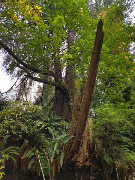 Low-angle view up from a shaded streambed into dense green canopy. A tall, splintered length of weathered deadwood leans diagonally at right, its grain exposed and base frayed among roots. Behind it rises a massive moss-covered conifer trunk with thick limbs draped in lichen. Bright green leaves fill the upper frame, a few turning yellow and orange near the top. Sword ferns crowd the dark foreground bank, and pale sky shows through gaps above.