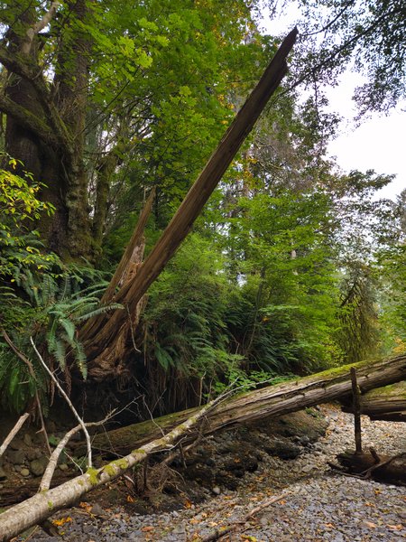 Wide view along a dry, gravel-strewn streambed edged by lush forest. A long, cracked log lies across the rocks in the foreground, mossy and crossed by thin bare branches. Grey and tan stones are scattered with fallen orange leaves. At left, a steep eroded bank of exposed roots sends two large pieces of weathered deadwood jutting upward at a steep diagonal. Dense green foliage fills the background beneath a bright, overcast sky.