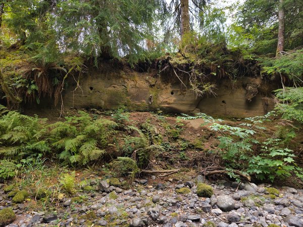 A forest stream bed with smooth gray stones and moss-covered rocks in the foreground, leading up to an eroded earth bank with several dark holes visible in its face. Lush green ferns and undergrowth climb the slope, with hanging tree roots and tall evergreen trees framing the top of the bank against a bright sky.