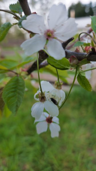 A small white crab spider camouflaged among the petals of a white wild cherry flower. The spider is positioned on one of the lower hanging blooms, nearly blending in with the white petals. A small black insect (possibly a fly or bee) is visible nearby on the flower. Green leaves and additional blossoms surround the scene with a soft, out-of-focus grassy background.