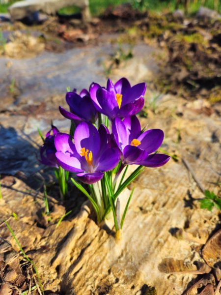 Purple crocuses with orange stamens bloom through cardboard sheet mulch in bright sunlight.