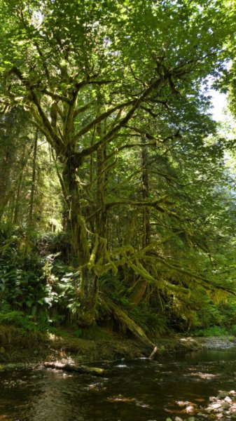 Looking up at a large maple tree beside a creek, its sprawling branches thickly covered in green moss, with bright sunlight filtering through the dense leafy canopy onto ferns and gravel along the bank.