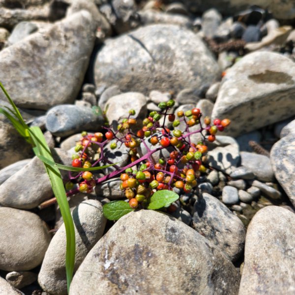 A cluster of unripe elderberries lies on smooth gray creek stones in bright sunlight. The berries are a mix of green, yellowish-orange, and red, attached to vivid magenta stems. A single blade of green grass crosses diagonally beside them; the rocky creek bed fills the sunlit background.