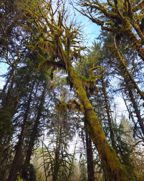 A low-angle view of moss-covered trees in the Hoh Rainforest. Thick green moss coats the leaning trunk and arching branches of a bigleaf maple, with tall evergreens and patches of blue sky behind.